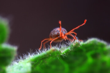 A tick mite in green leaves, North China
