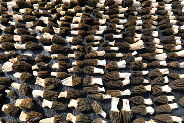 Morchella in the air, a mushroom with high economic and nutritional value, LUANNAN COUNTY, Hebei...