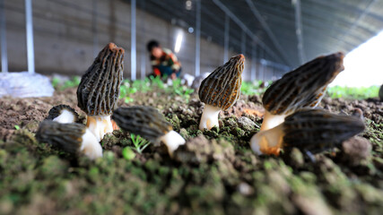 Obraz premium Farmers harvest Morchella in greenhouses, a mushroom with high economic and nutritional value, LUANNAN COUNTY, Hebei Province, China
