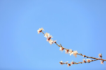 The peach blossom is in full bloom in the park