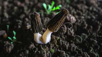 Morchella grows vigorously in a greenhouse in LUANNAN COUNTY, Hebei Province, China