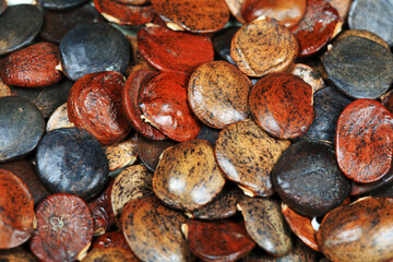 Close up photos of the seeds of Wisteria in legume
