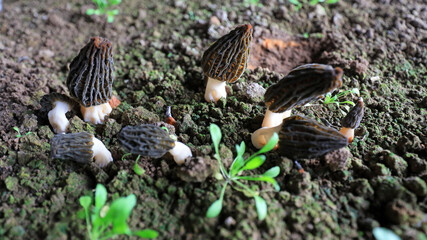 Morchella grows vigorously in a greenhouse in LUANNAN COUNTY, Hebei Province, China