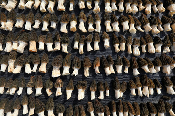 Morchella in the air, a mushroom with high economic and nutritional value, LUANNAN COUNTY, Hebei Province, China