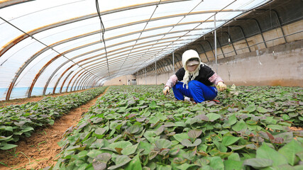 farmers gather sweet potato seedlings in greenhouses