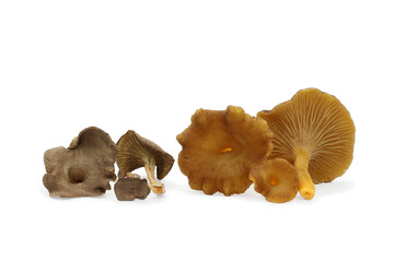 Edible chanterelle funnel mushrooms lie on a white background. Dried on the left, fresh on the right. Craterellus tubaeformis also known as yellowfoot or winter mushroom.