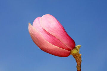 Magnolia buds in the park, North China