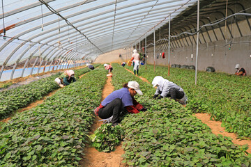 farmers harvest sweet potato seedlings for planting.