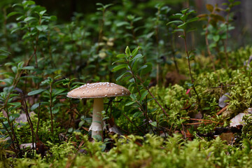 Beautiful slender beige-brown fly agaric Pantherina on a sunny evening in late summer on green forest moss in a refreshing lingonberry shrub.