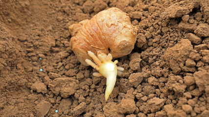 Germinated ginger in the soil, in a plantation, North China