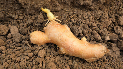 Germinated ginger in the soil, in a plantation, North China