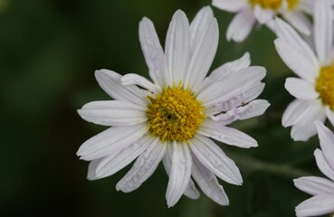 daisy