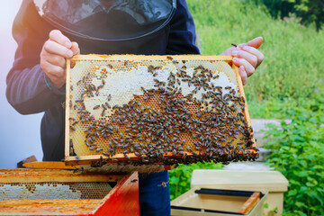 Beekeeper holding a honeycomb with beesin his hands. Bee health control.