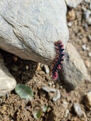 close up of a caterpillar