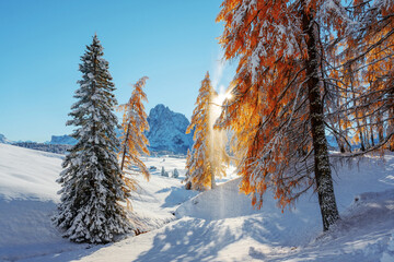 Picturesque landscape with orange larches covered by first snow on meadow Alpe di Siusi, Seiser...