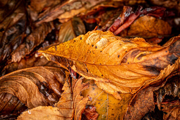 A full frame photograph of colourful autumnal leaves on a forest floor