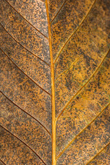 A close up photograph of autumn leaf detail