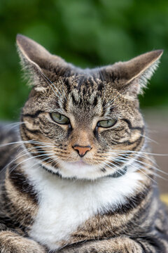 A close up photograph of a tabby cat