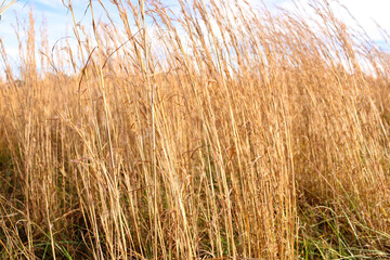 Autumn grasses in a sunny field