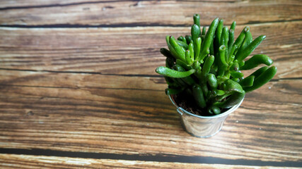 the houseplant Crassula ovata Gollum grows in a small metal pot on a wooden table