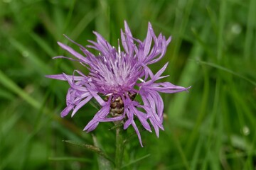Lila bl&uuml;hende Flockenblume