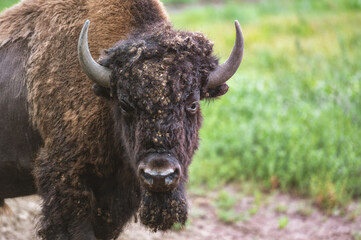 The European bison walks in the reserve in the open air.