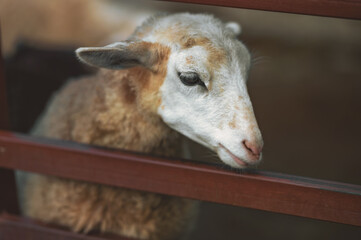 A pretty young lamb looks into the camera. Portrait of a sheep in close-up.