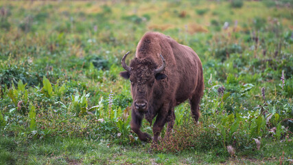 The European bison walks in the reserve in the open air.