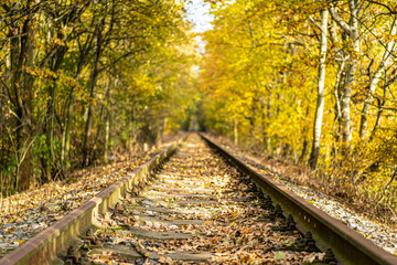 Obraz premium Railway between yellowed trees with falling leaves in autumn.