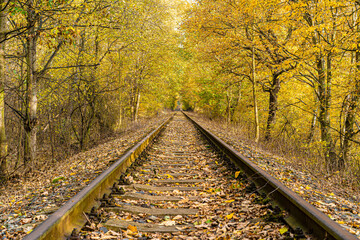 Obraz premium Railway between yellowed trees with falling leaves in autumn.