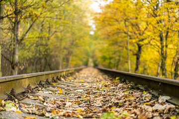 Railway between yellowed trees with falling leaves in autumn.