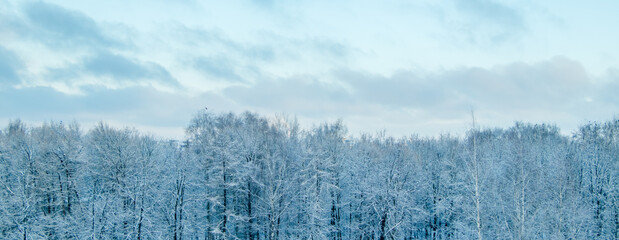 View of winter forest. Trees in snow after snowstorm. Beginning of winter season.