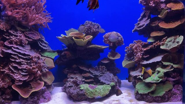 Ein Blick ins Aquarium unter Wasser mit Fischen