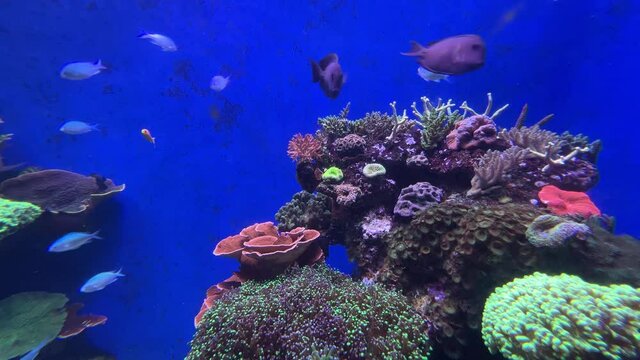 Ein Blick ins Aquarium unter Wasser mit Fischen
