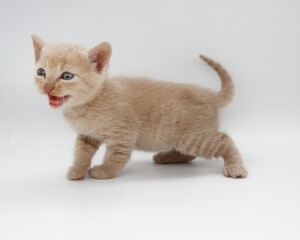 kitten