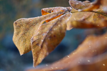 Frosty autumn beech leaves glistening at sunrise