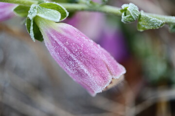 A foxglove flower covered in frost on an autumn morning