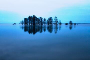 Cypress trees reflected in Lake Mattamuskeet