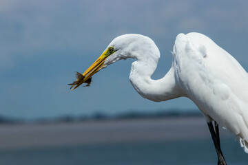 Garça comendo peixe, peixe no bico da garça 