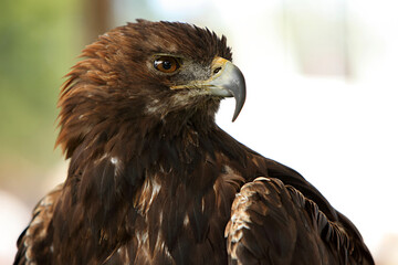 Steinadler