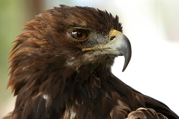 Steinadler