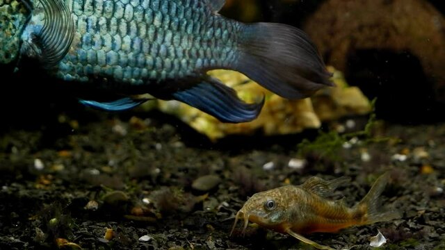 Cory catfish move on dark substrate in freshwater planted tank, detail of electric blue acara, popular ornamental and commercial species feel good, beauty of nature