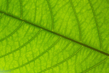 Fototapeta na wymiar Close up of a large green leaf against the sun showing all the delicate veins and growth patterns