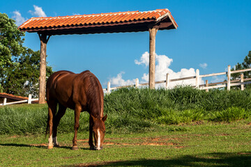 Fototapeta na wymiar Horse eating grass pasture on the farm in Brazil