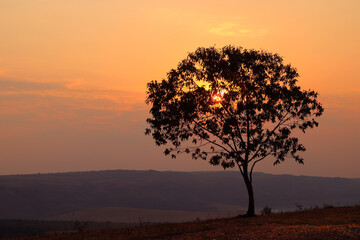 Sunset with a lonely tree in the mountains