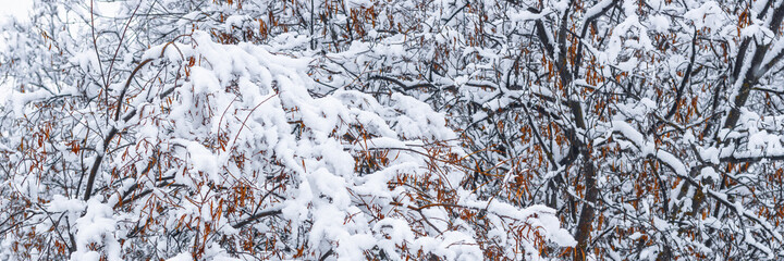 Snow on the branches of trees and bushes after a snowfall. Beautiful winter background with snow-covered trees. Plants in a winter forest park. Cold snowy weather. Cool texture of fresh snow. Panorama