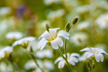 white flowers on a meadow