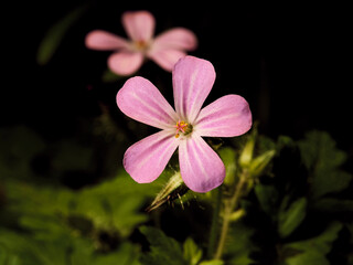 pink flower on black