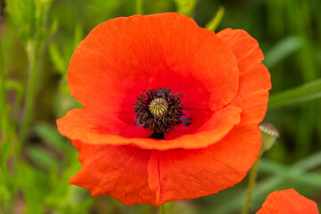Fototapeta premium red poppy in the garden