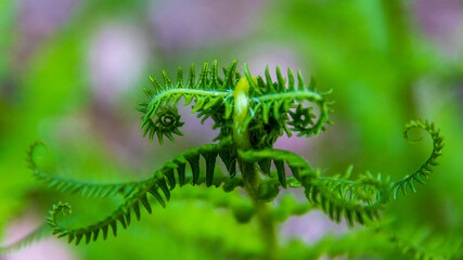 fern leaf